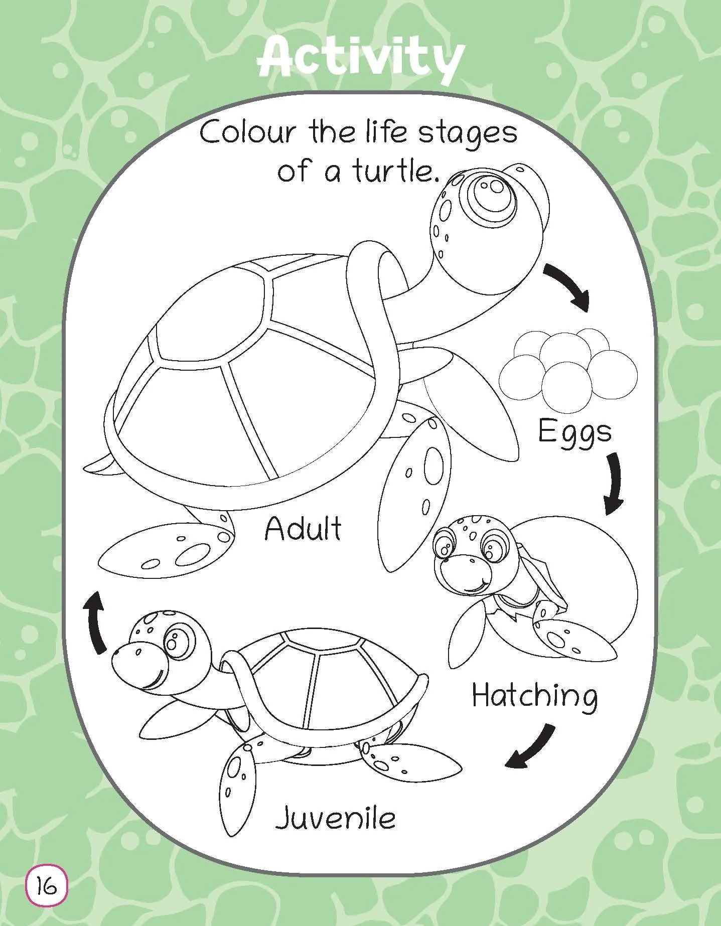 Lil Legends Fascinating Animal Book , TURTLE- A Sea Animal, Exciting Illustrated Book for kids, Age 2+ Oswaal Books and Learning Private Limited