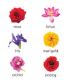 Lil Legends Picture Book for Kids, Age 1+, To learn about Flowers - Oswaal Books and Learning Pvt Ltd