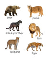 Lil Legends Picture Book for Kids, Age 1+, To learn about Wild Animals Oswaal Books and Learning Private Limited