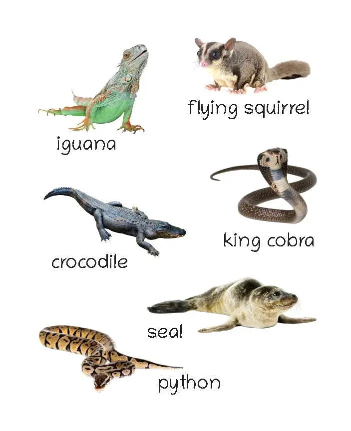 Lil Legends Picture Book for Kids, Age 1+, To learn about Wild Animals Oswaal Books and Learning Private Limited