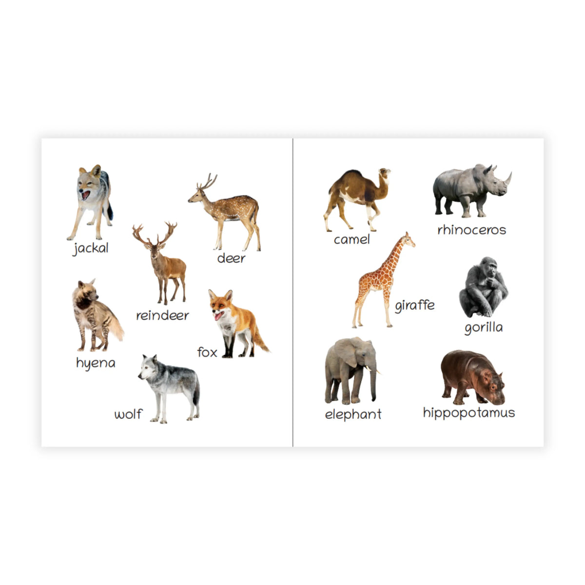 Lil Legends Picture Book for Kids Age 1+ Years - Learn About Wild Animals | Early Learning Illustrated Book with Colourful Pictures | First Words Book for Toddlers & Preschoolers 