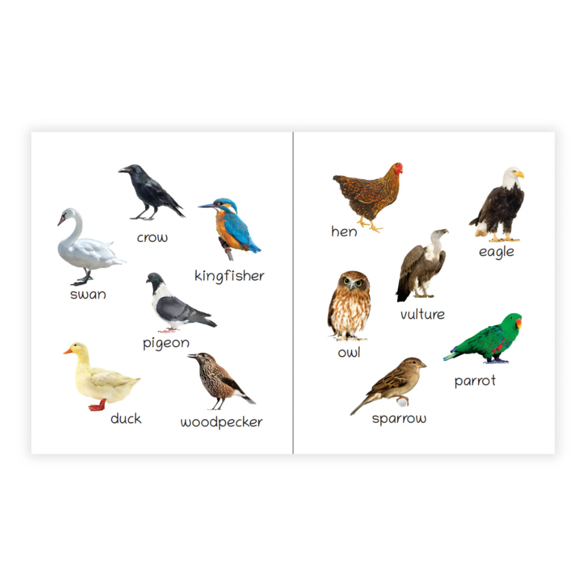 Lil Legends Picture Book for Kids Age 1+ Years - Learn About Birds | Early Learning Illustrated Book with Colourful Pictures | First Words Book for Toddlers & Preschoolers 