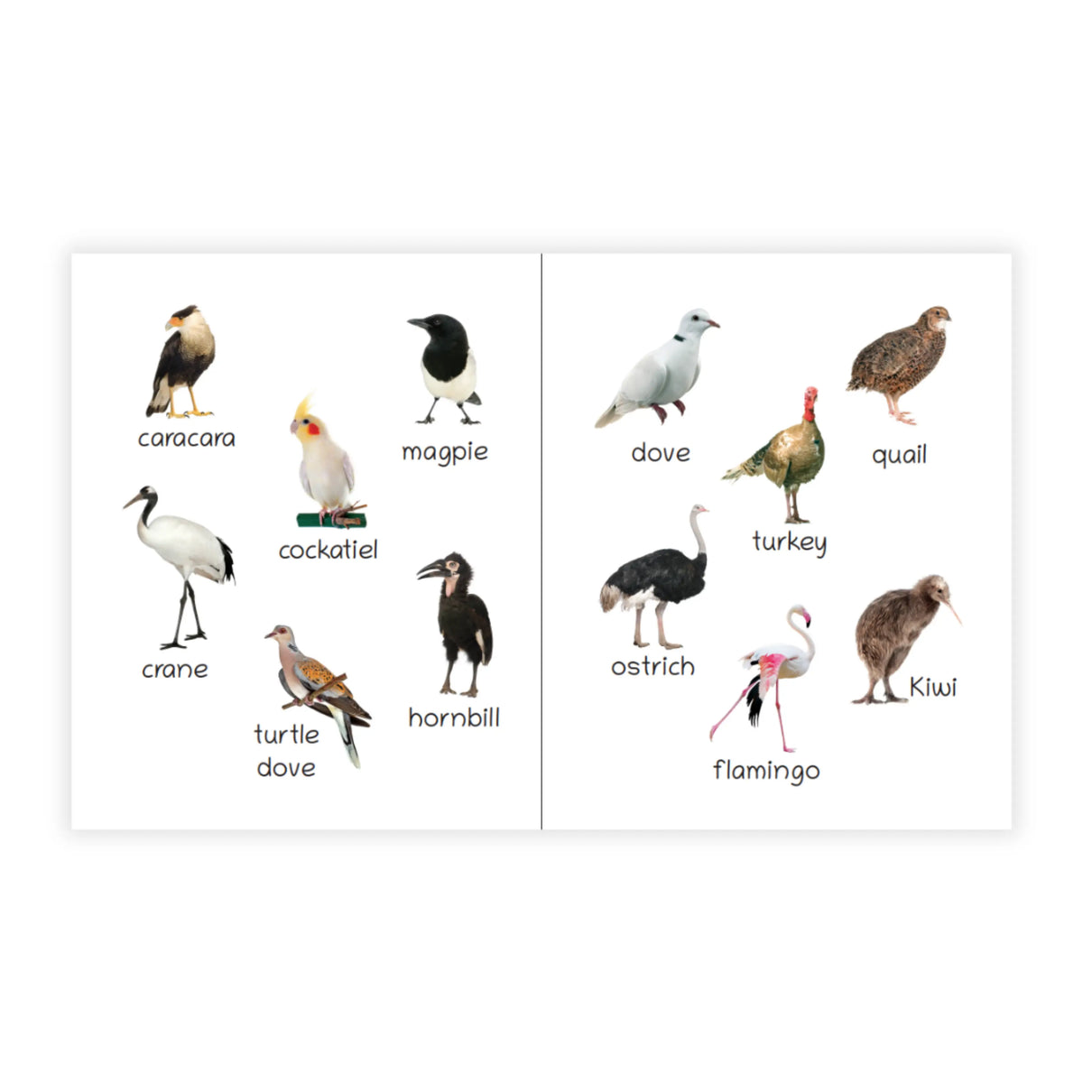 Lil Legends Picture Book for Kids Age 1+ Years - Learn About Birds | Early Learning Illustrated Book with Colourful Pictures | First Words Book for Toddlers & Preschoolers 