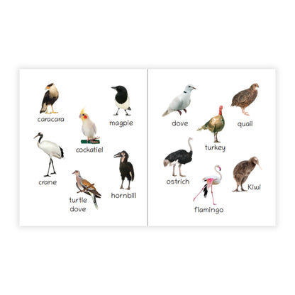 Lil Legends Picture Book for Kids Age 1+ Years - Learn About Birds | Early Learning Illustrated Book with Colourful Pictures | First Words Book for Toddlers & Preschoolers 