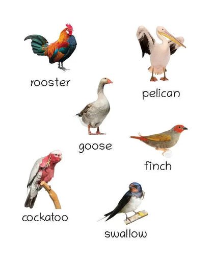 Lil Legends Picture Book for Kids Age 1+ Years - Learn About Birds | Early Learning Illustrated Book with Colourful Pictures | First Words Book for Toddlers & Preschoolers