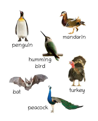 Lil Legends Picture Book for Kids Age 1+ Years - Learn About Birds | Early Learning Illustrated Book with Colourful Pictures | First Words Book for Toddlers & Preschoolers