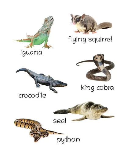 Lil Legends Picture Book for Kids Age 1+ Years - Learn About Wild Animals | Early Learning Illustrated Book with Colourful Pictures | First Words Book for Toddlers & Preschoolers