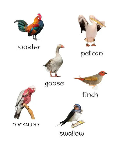 Lil Legends Set of 12 Picture Books - Early Learning Collection for Kids Age 1+ Years | Alphabet, Numbers, Birds, Flowers, Foods, Fruits, Vegetables, Wild Animals, Good Habits & Many More
